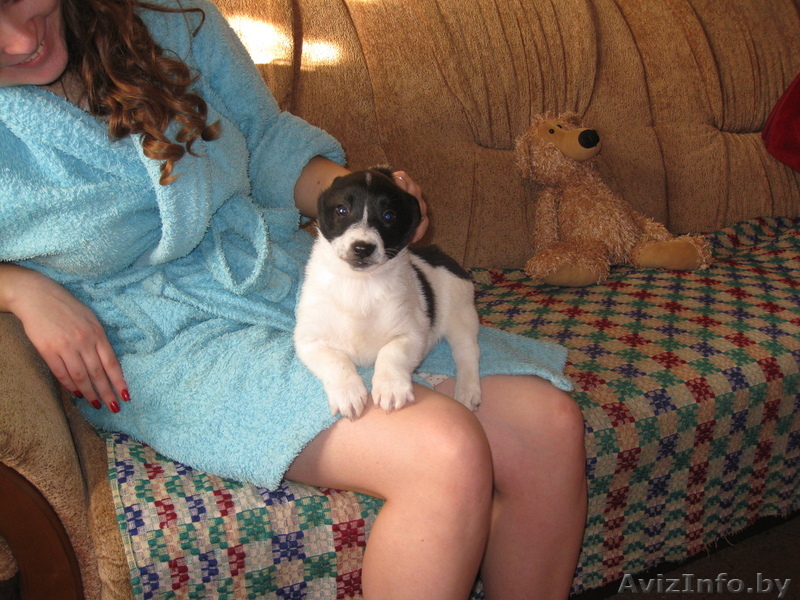 Замечательный щенок в хорошие руки даром - Изображение #1, Объявление #553885