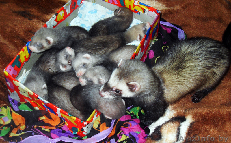 продам щенков хорька - Изображение #1, Объявление #641581