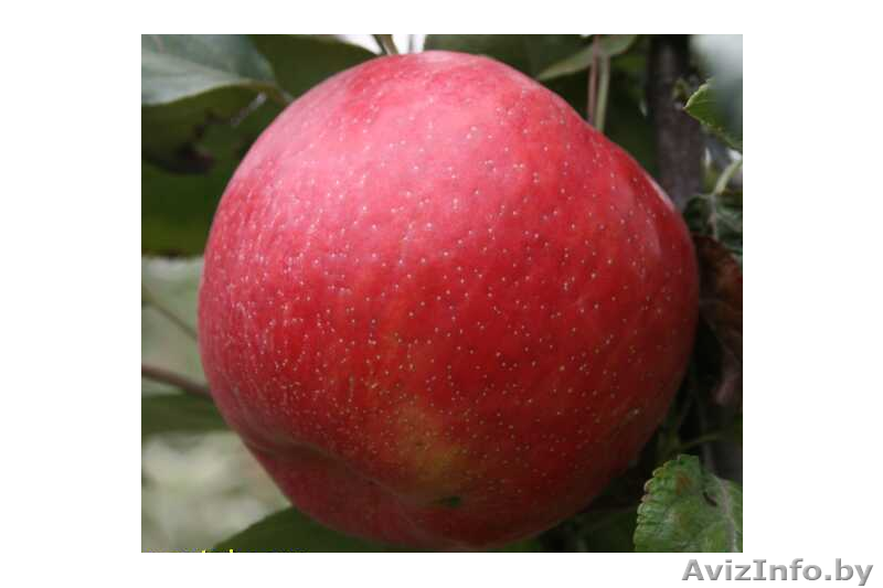 Яблоки оптом беларуские - Изображение #1, Объявление #1149160