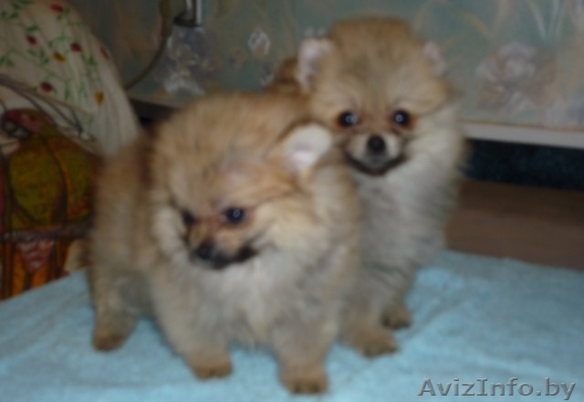 рыжие девочки шпиц предлагаются к продаже - Изображение #1, Объявление #1192132