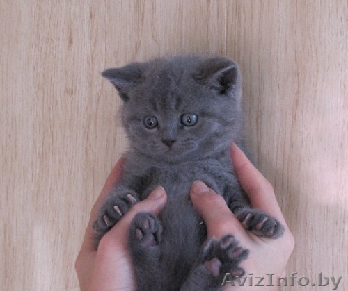 Котенок Британской породы голубой окрас - Изображение #1, Объявление #1194151