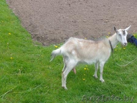 продается коза  - Изображение #1, Объявление #1264700