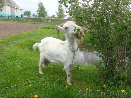 продаеться коза марта - Изображение #1, Объявление #1264699