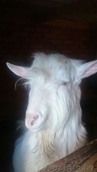 Козье молоко  с личного подворья - Изображение #1, Объявление #1423818