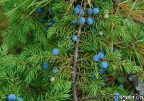 Куплю дикорастущую голубику крупными партиями, выгодные цены. +375296676324 - Изображение #1, Объявление #1469323