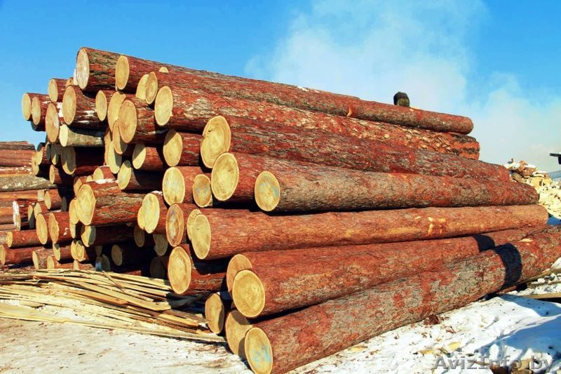 Купим Лес кругляк ХВОЯ, ОЛЬХА - Изображение #1, Объявление #1545963