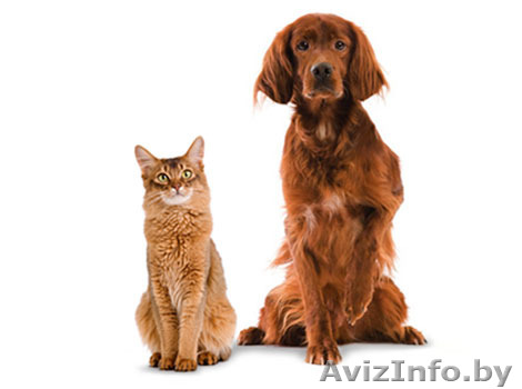 Приглашаем за покупками в новый зоомагазин - Изображение #1, Объявление #1548126