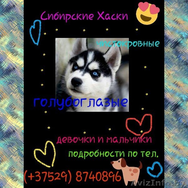 Сибирские хаски. Малыши - Изображение #1, Объявление #1625702