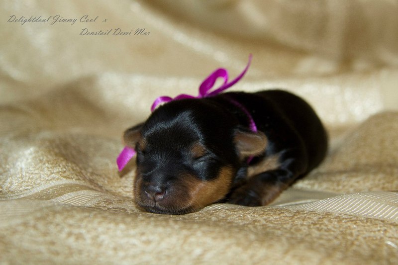 Щенки йорка - Изображение #1, Объявление #1649663