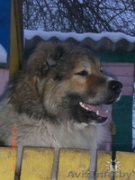 Кавказская овчарка даром - Изображение #1, Объявление #240915