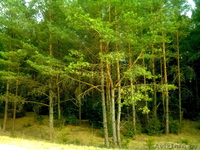 деревня Ляховщина,Нарочанский с.с.Вилейский район - Изображение #9, Объявление #180731