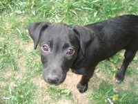 Щенки метисы джекрассел терьера девочки в хорошие руки. - Изображение #1, Объявление #282617