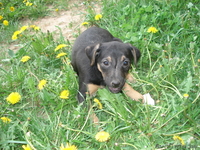 Щенки метисы джекрассел терьера девочки в хорошие руки. - Изображение #2, Объявление #282617