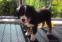 Продам щенка бернского зенненхунда - Изображение #1, Объявление #359332