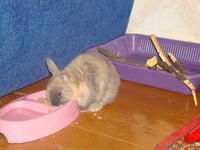 Домашний декоративный кролик - Изображение #2, Объявление #495375