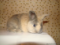 Домашний декоративный кролик - Изображение #1, Объявление #495375