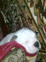 Продам Бульдога не дорого; - Изображение #2, Объявление #512695