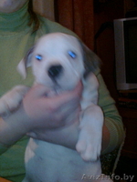 Продам Бульдога не дорого; - Изображение #1, Объявление #512695