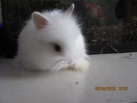 Продам декоративных кроликов (1,5 мес) - Изображение #1, Объявление #615095