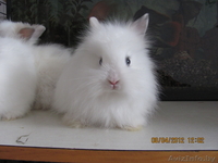 Продам декоративных кроликов (1,5 мес) - Изображение #2, Объявление #615095