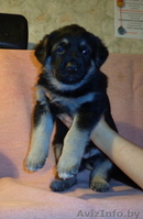 щенки восточно-европейской овчарки - Изображение #3, Объявление #817049