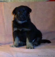 щенки восточно-европейской овчарки - Изображение #1, Объявление #817049