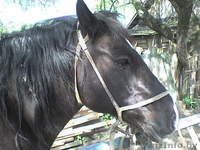 Продам отличного рабочего коня! Недорого. - Изображение #1, Объявление #917246