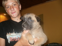 Бельгийские щенки (Малинуа) - Изображение #4, Объявление #923578