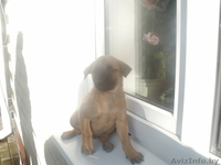 Бельгийские щенки (Малинуа) - Изображение #2, Объявление #923578