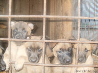 Бельгийские щенки (Малинуа) - Изображение #3, Объявление #923578
