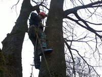 Спилить безопасно аварийное дерево, больших по диаметру и высоте. - Изображение #5, Объявление #1004171