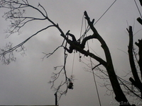 Спилить безопасно аварийное дерево, больших по диаметру и высоте. - Изображение #1, Объявление #1004171