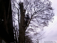 Спилить безопасно аварийное дерево, больших по диаметру и высоте. - Изображение #4, Объявление #1004171