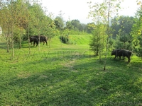 Усадьба Мечта.Сдаю. - Изображение #6, Объявление #1091272