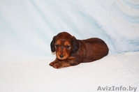 Продаются токсята - Изображение #4, Объявление #1222293