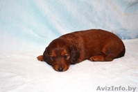 Продаются токсята - Изображение #5, Объявление #1222293