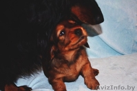 Продаются токсята - Изображение #3, Объявление #1222293