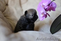 шпиц щенки-медвежата - Изображение #1, Объявление #1312247