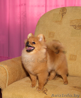 Щенок померанского шпица, 9 месяцев мальчик - Изображение #2, Объявление #1328516
