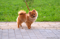 Щенок померанского шпица, 9 месяцев мальчик - Изображение #1, Объявление #1328516