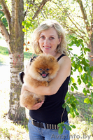 Мальчик померанского шпица 9 месяцев - Изображение #3, Объявление #1328519