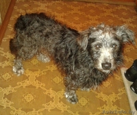 Метис шнауцера - Изображение #1, Объявление #1644215