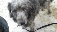 Метис шнауцера - Изображение #2, Объявление #1644215