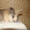 Домашний декоративный кролик - Изображение #1, Объявление #495375