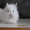 Продам декоративных кроликов (1,5 мес) - Изображение #2, Объявление #615095