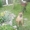 Бельгийские щенки (Малинуа) - Изображение #1, Объявление #923578