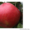 Яблоки оптом беларуские #1149160