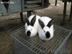Продам кроликов разных пород. - Изображение #1, Объявление #341301