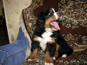 бернского зенненхунда щенки