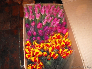 Продажа тюльпанов - Изображение #1, Объявление #853518